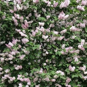 Meet your Posher, Mishel